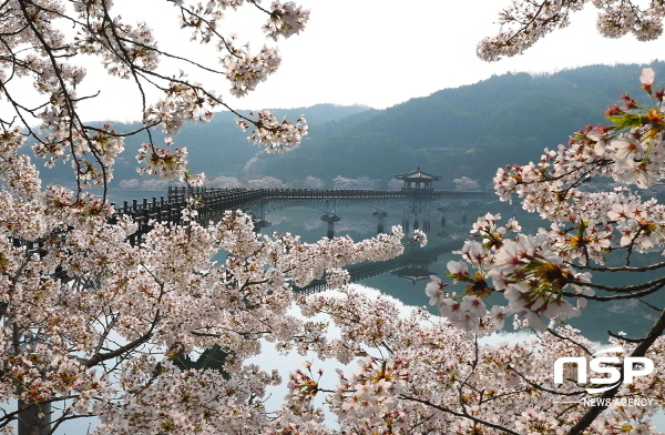 NSP통신-월영교 (안동시)