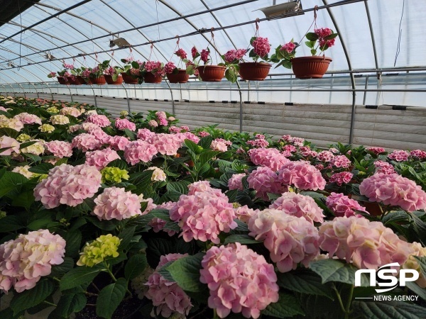 NSP통신-강진 청자골 수국. (강진군)