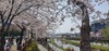 [NSP PHOTO][사진속 이야기] 벚꽃 만개한 우이천