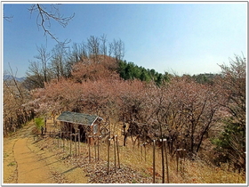 [NSP PHOTO]의성군, 구봉산 유아숲체험원 개장