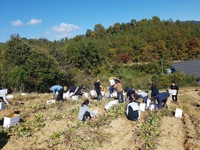 [NSP PHOTO]진안군, 마이산골정보화마을 고구마밭 분양