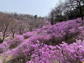 [NSP PHOTO]경기둘레길 내 봄꽃명소 가평 23·부천 55코스