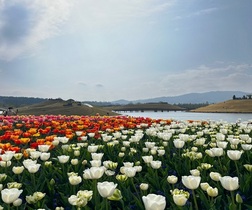 [NSP PHOTO]순천만국가정원에서 봄꽃과 함께 힐링하세요