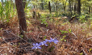 [NSP PHOTO]목포시 양을산 보라색 각시 붓꽃 활짝...소식 꽃말