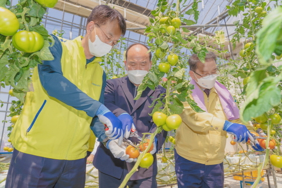 NSP통신-왼쪽부터 손병환 농협금융 회장, 김정만 용현농협 조합장, 김종기 사남농협 조합장이 토마토 농가에서 농촌일손돕기를 하고 있다. (농협금융지주)