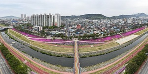 [NSP PHOTO][사진속이야기] 정읍천 둔치에 보라색 빛 꽃잔디 물결로 가득