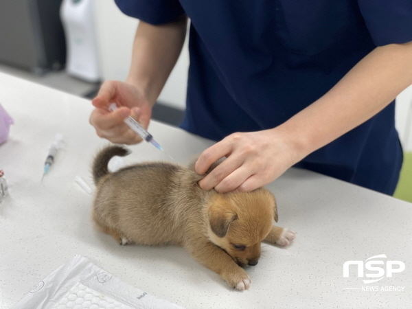 NSP통신-경주시가 인수공통전염병인 광견병 예방을 위해 25일부터 다음달 31일까지 광견병 무료 예방접종을 실시한다. (경주시)