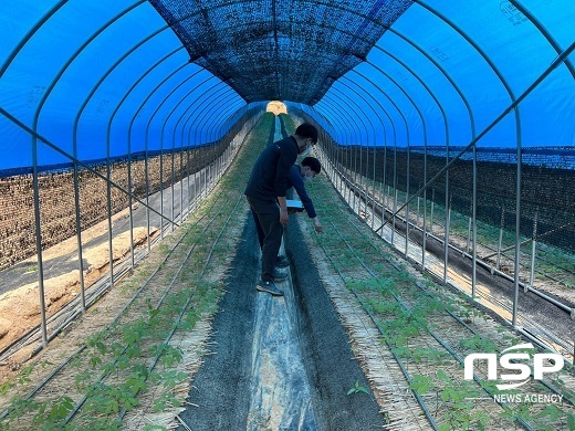 [NSP PHOTO]진안군, 터널식 해가림 인삼재배 신기술 시범사업 추진