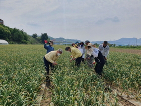 [NSP PHOTO]영천시 홍보전산실, 청통 마늘재배 농가서 구슬땀