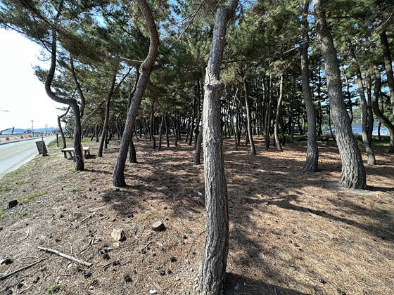 NSP통신-삼척시 맹방해변 곰솔림. (삼척시)