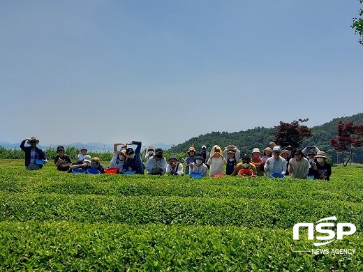 [NSP PHOTO]전북은행, 티소믈리에 회원 초청 녹차 만들기 체험 실시