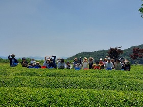 [NSP PHOTO]전북은행, 티소믈리에 회원 초청 녹차 만들기 체험 실시