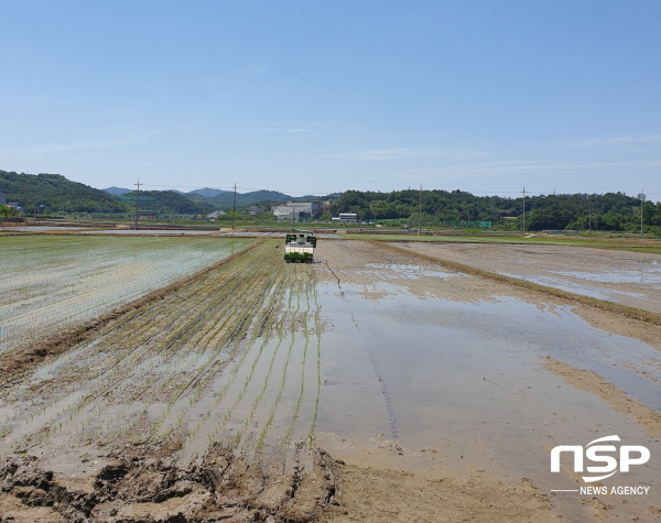 NSP통신-모내기를 하고 있는 들판 전경[사진=보성군]