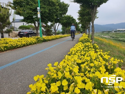 [NSP PHOTO][가볼까]정읍천 자전거도로...노란 황금 달맞이꽃 활짝