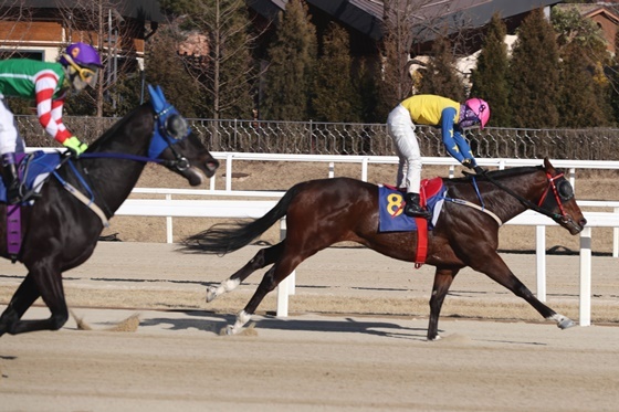 NSP통신-[서] 승부사(수, 한국, 3세, 레이팅75, 김광명 마주, 정호익 조교사, 승률 55.6%, 복승률 66.7%) (한국마사회)