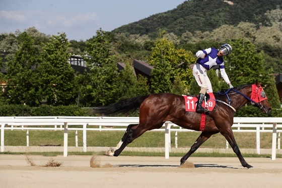 NSP통신-[부] 위너스타(수, 한국, 3세, 레이팅75, 강훈표 마주, 백광열 조교사, 승률 27.3%, 복승률 54.5%)