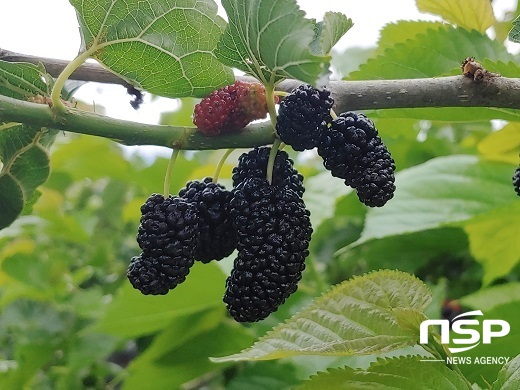 [NSP PHOTO]정읍시, 제철 맞은 정읍의 4색(色) 베리 본격 출하