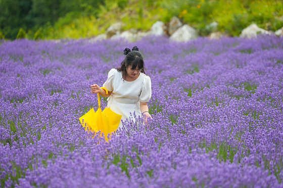 NSP통신-무릉별유천지 내 금곡호 잔디공원에서 한 시민이 보랏빛 향기 머금은 라벤더 정원을 즐기고 있다. (동해시)