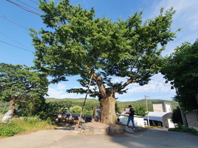 [NSP PHOTO]수원시, 장마철 대비 보호수 일제 점검