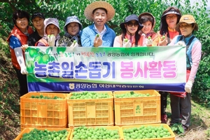 [NSP PHOTO]광양농협, 농촌 일손돕기 봉사활동 구슬땀