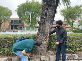 [NSP PHOTO]수원시, 태풍·집중호우 대비 가로수 안전 점검