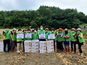 [NSP PHOTO]동광양농협 농가주부모임, 공동소득사업 감자수확