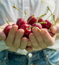 [NSP NEWS Image]미국북서부체리협회 여름 체리 국내 판매 시작