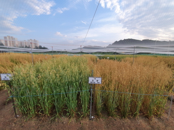NSP통신-2021년도 쌀귀리 생육 모습. (경기도)
