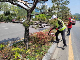 [NSP PHOTO]수원시, 수목 전문가와 건강한 가로수 만든다