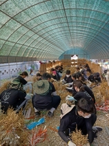 [NSP PHOTO]의성군, 가뭄에 단비 같은 대학생 농촌일손돕기 실시