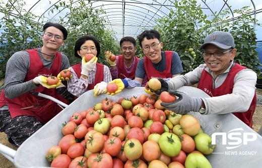 [NSP PHOTO]장수군 농촌에서 살아보기 참여자, 토마토 첫 수확