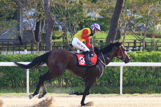 NSP통신-지난해 최우수 3세마 히트예감. (한국마사회)