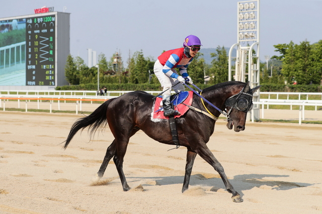 NSP통신-서울마주협회장배에서 결승선을 200m 앞두고 총알 같은 주력을 선보이며 라온더파이터를 상대로 짜릿한 코차 역전승을 보인 블랙머스크. (한국마사회)