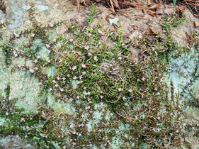 [NSP PHOTO]목포시 유달산에서 귀하신 지네발난 꽃잎 활짝