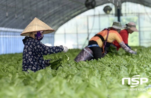 [NSP PHOTO]장수군, 일손 부족 농가에 외국인 계절근로자 배치