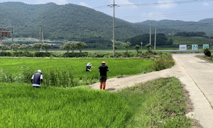 [NSP PHOTO]진도군, 고품질 쌀 생산 위해 벼 병해충 방제 홍보