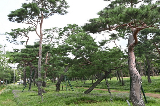 NSP통신-노송과 맥문동을 함께 즐길 수 있는 노송공원. (수원시)