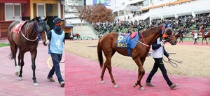 [NSP PHOTO]한국마사회, 14일 서울경마공원서 1등급 경주마 1200m 단거리 대결 펼쳐