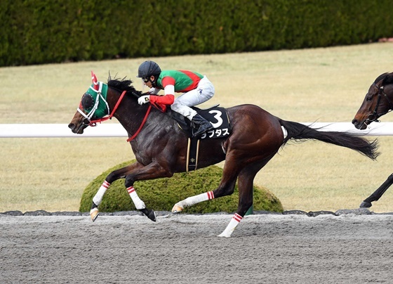 NSP통신-코리아스프린트 일본마 랩터스 (Aichi Horse Racing Association)