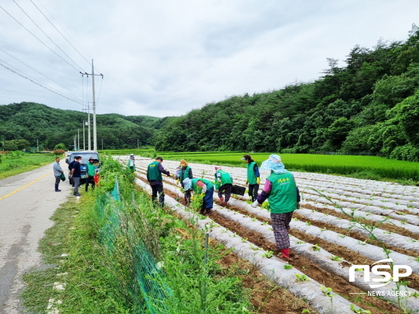 NSP통신-영덕군 축산면 새마을협의회 회원 20명이 지난 24일 칠성1리를 찾아 밭 800평에 사랑의 김장배추를 심었다. (영덕군)