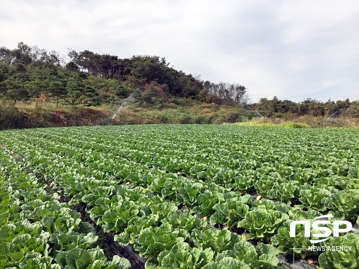 [NSP PHOTO]정읍시 농업기술센터, 김장 채소 적기 파종 당부