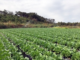 [NSP PHOTO]정읍시 농업기술센터, 김장 채소 적기 파종 당부