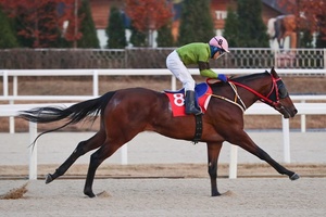 [NSP PHOTO]한국마사회,제5회 코리아컵·코리아스프린트 경주마 소개