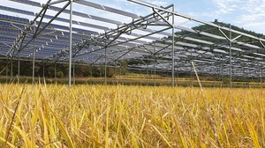 [NSP PHOTO]군산시, 농식품부 영농형 태양광 재배모델 시범사업 공모 선정