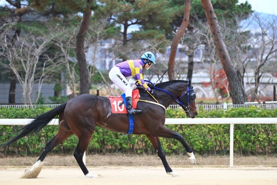 NSP통신-메니히어로(수, 한국, 5세, 레이팅111, 박정배 마주, 김동균 조교사, 승률 47.6%, 복승률 66.7%) (한국마사회)