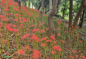 [NSP PHOTO]목포 주요 공원 붉은 물결 꽃무릇 활짝