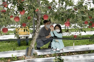 [NSP PHOTO]장수군, ;장수사과 사이버팜 하니사과 수확체험