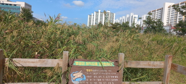 NSP통신-목포시 북항 일대 아파트숲에 둘러쌓인 맹꽁이 서식지 (윤시현 기자)