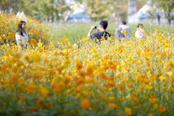 NSP통신-2022고양가을꽃축제 전경 (고양특례시)