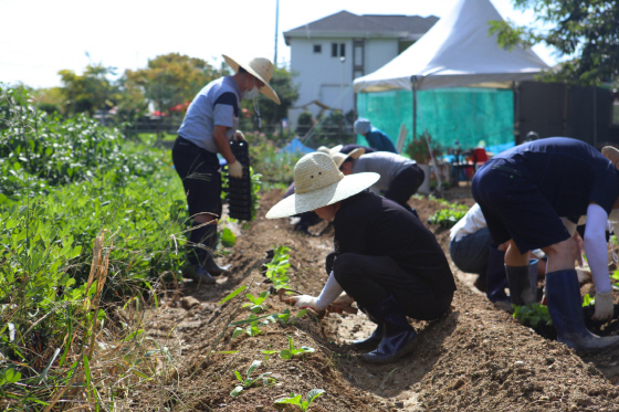 NSP통신-안산도시공사 임직원들이 텃밭 가꾸기를 시작으로 배추와 무 모종을 심고 있다. (안산도시공사)